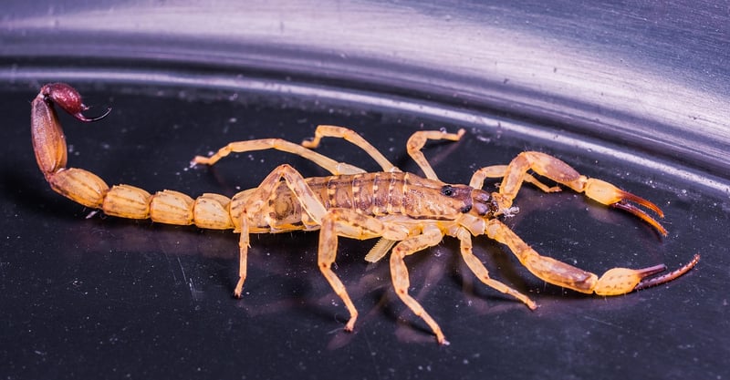 Scorpio Secret